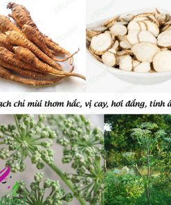 Bột bạch chỉ SHEMart