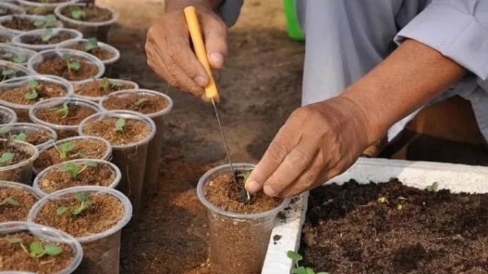 xo dua lam phan bon cho cay (1)