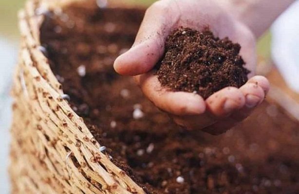 xo dua lam phan bon cho cay