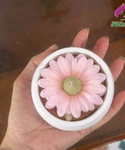 coc nen thom hoa cuc mau hong