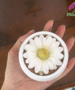 coc nen thom hoa cuc mau trang