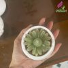 Cốc Nến Thơm Hoa Cúc màu xanh