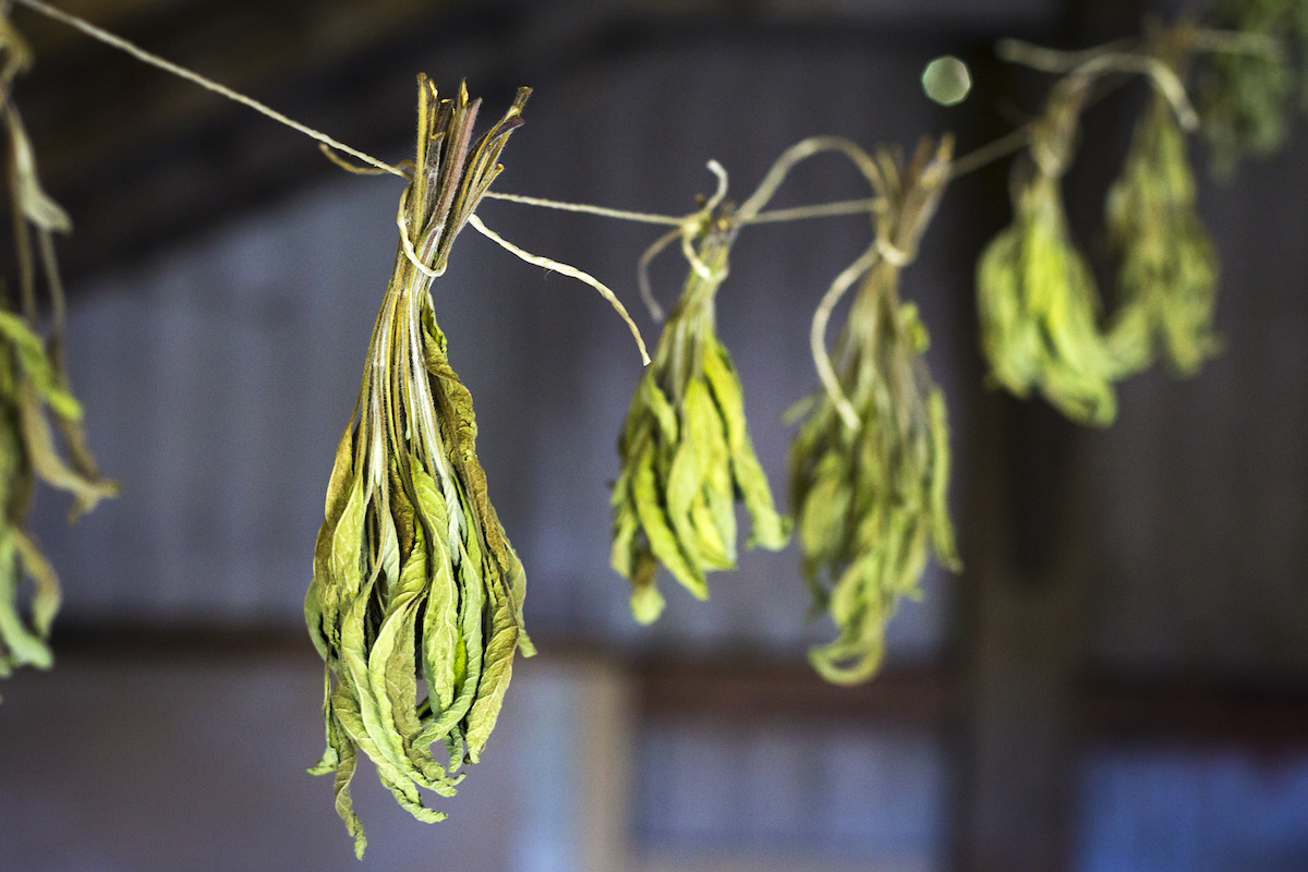 Thảo mộc - xô thơm giúp thanh tẩy không gian