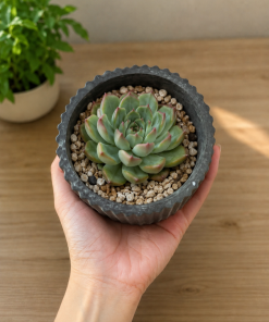 CHẬU MÉO MINI BẰNG XI MĂNG TRỘN ĐÁ – CHẬU SEN ĐÁ, XƯƠNG RỒNG DECOR SIÊU XINH